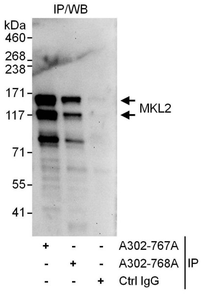 Anti-MKL2