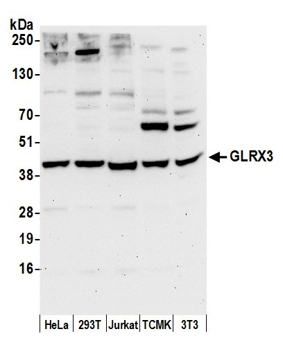 Anti-GLRX3/PICOT/TXNL2
