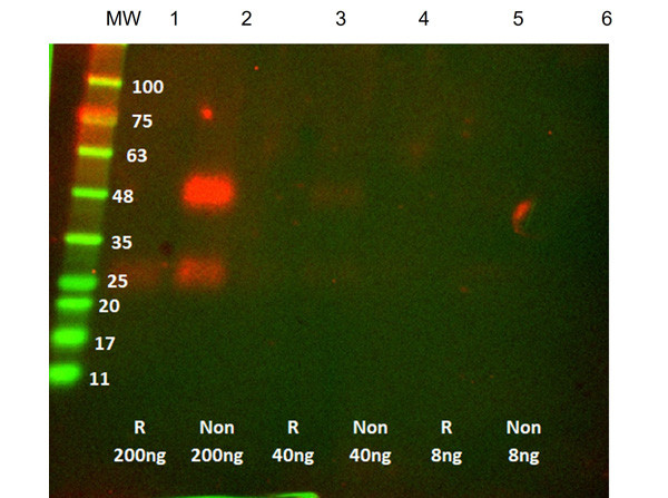 Anti-CTLA4 [Recombinant Fab Antibody]