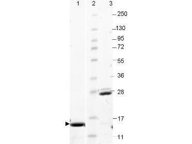 Interleukin-17A (IL-17A), rat recombinant (rrIL-17A)