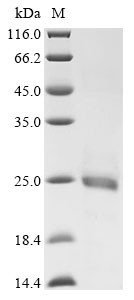 Beta-2 adrenergic receptor (ADRB2), partial, human, recombinant