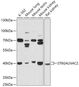 Anti-ST6GALNAC2