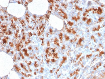 Anti-MDM2, clone MDM2/2414