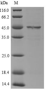 Serine protease inhibitor A3N (Serpina3n), mouse, recombinant