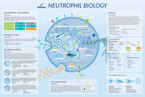 Neutrophil Biology Poster