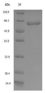 F-box/WD repeat-containing protein 4 (FBXW4), human, recombinant