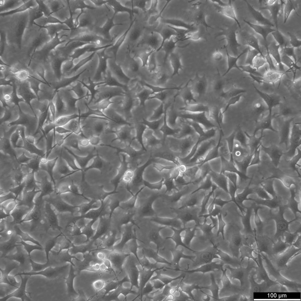 B16-F0 Cells