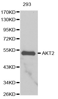 Anti-Akt2