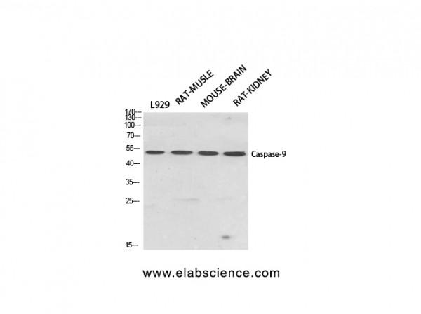 Anti-Caspase-9