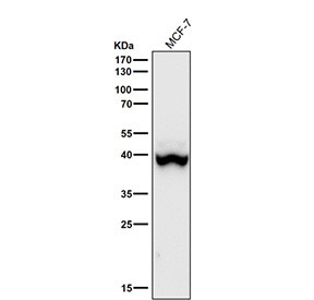 Anti-phospho-p38 (Thr180) / MAPK14, clone 31M76