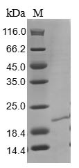 Ribonuclease 4 (RNASE4), human, recombinant