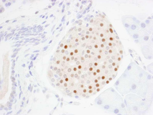 Anti-MafA (IHC)