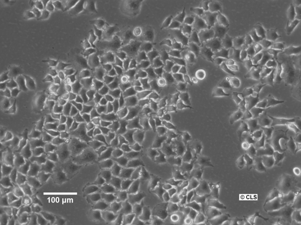 HK-2xZFN-Smc4-mEGFP Cells