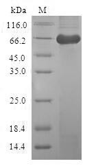 Macrophage-capping protein (CAPG), human, recombinant