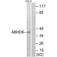 Anti-ABHD6