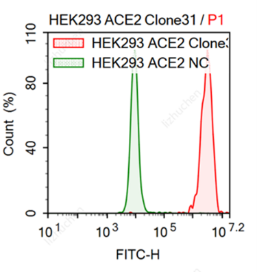 HEK293/ACE2 Stable Cell Line