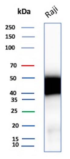 Anti-CD48 (Pan Leukocyte Marker), recombinant antibody, clone CD48/8601R