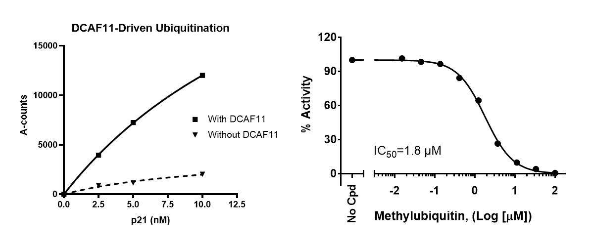Dcaf11Driven p21 Ubiquitination Assay Kit BPS Bioscience