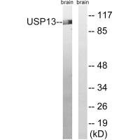 Anti-USP13