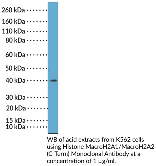 Anti-Histone MacroH2A1/MacroH2A2 (C-Term) Monoclonal Antibody (Clone RM248)