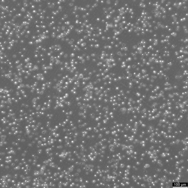 JeKo-1 Cells