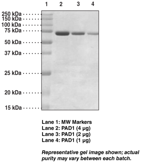 PAD1 (human, recombinant)