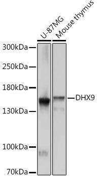 Anti-DHX9/RNA Helicase A
