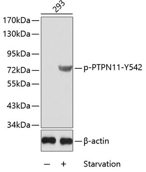 Anti-phospho-PTPN11-Y542