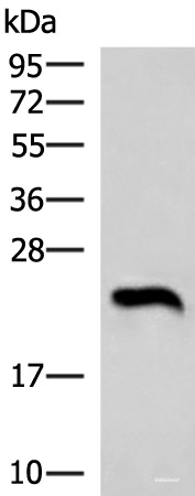 Anti-NEUROG3