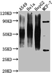 Anti-CD63 Monoclonal, clone 10F11E6
