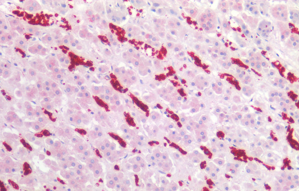 Anti-CD235a / Glycophorin A, clone JC159