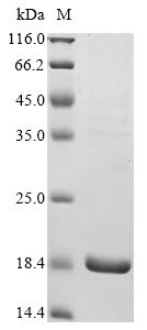 Hemicentin-1 (HMCN1), partial, human, recombinant