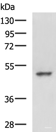 Anti-MYCN