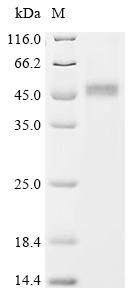 Ubiquitin-like modifier-activating enzyme 6 (UBA6), partial, recombinant human