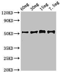 Anti-Gamma-glutamyl hydrolase
