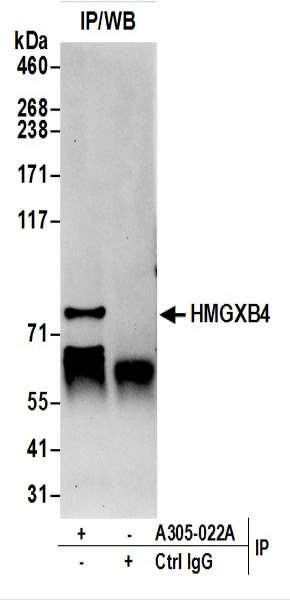 Anti-HMGXB4/HMG2L1