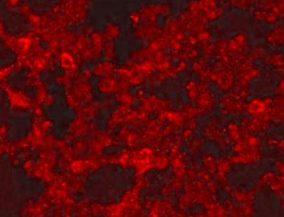 Anti-NALP3 / Cryopyrin