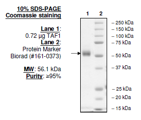 TAF1, BD1 and BD2 (1400-1651), human recombinant protein, GST-tag