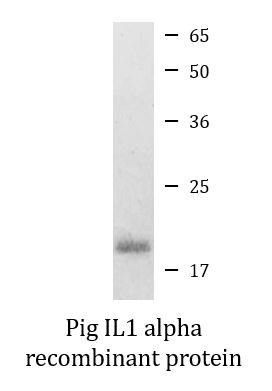 Pig IL1 alpha recombinant protein (Active)
