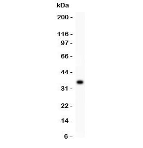 Anti-CD63