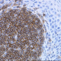 Anti-CD19, clone LE-CD19