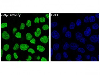 Anti-c-Myc, clone AHI-13
