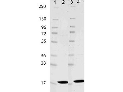 Interleukin-1beta (IL-1b), mouse recombinant (rmIL-1b)