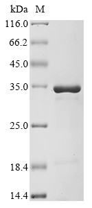Transcription factor A, mitochondrial (Tfam), mouse, recombinant