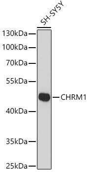 Anti-CHRM1