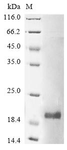 Group 10 secretory phospholipase A2 (Pla2g10), mouse, recombinant