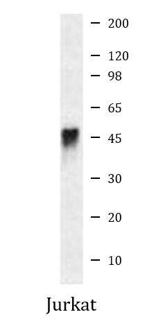 Anti-CD2 (azide free), clone HuLy-m1