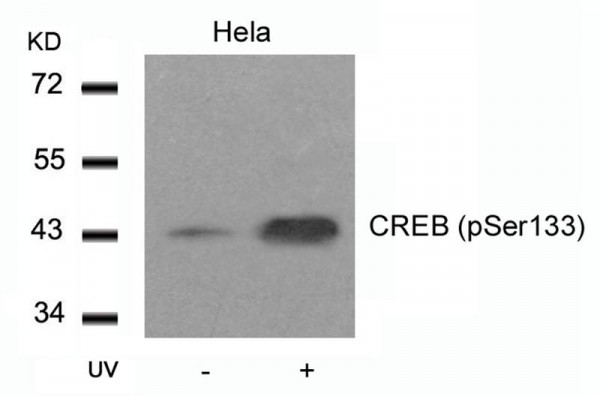 Anti-phospho-CREB (Ser133)