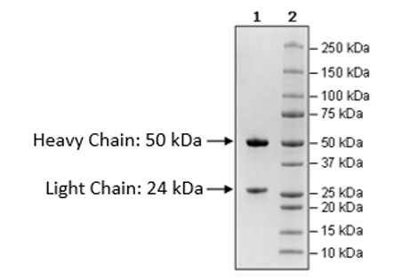 Anti-Claudin-18 Isoform2-Anti-CD3 IgG Bispecific