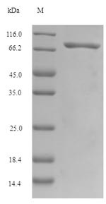 Gasdermin-C (GSDMC), human, recombinant